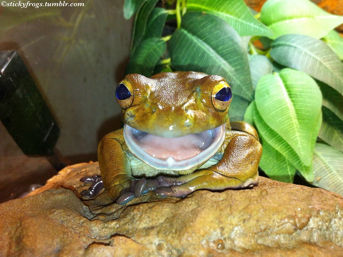 stickyfrogs's tweet image. Long Frog is wearing his Smile of Maximum Happiness on the Ledge today! He won a Bonus Treatie for Excellent Handsomeness!