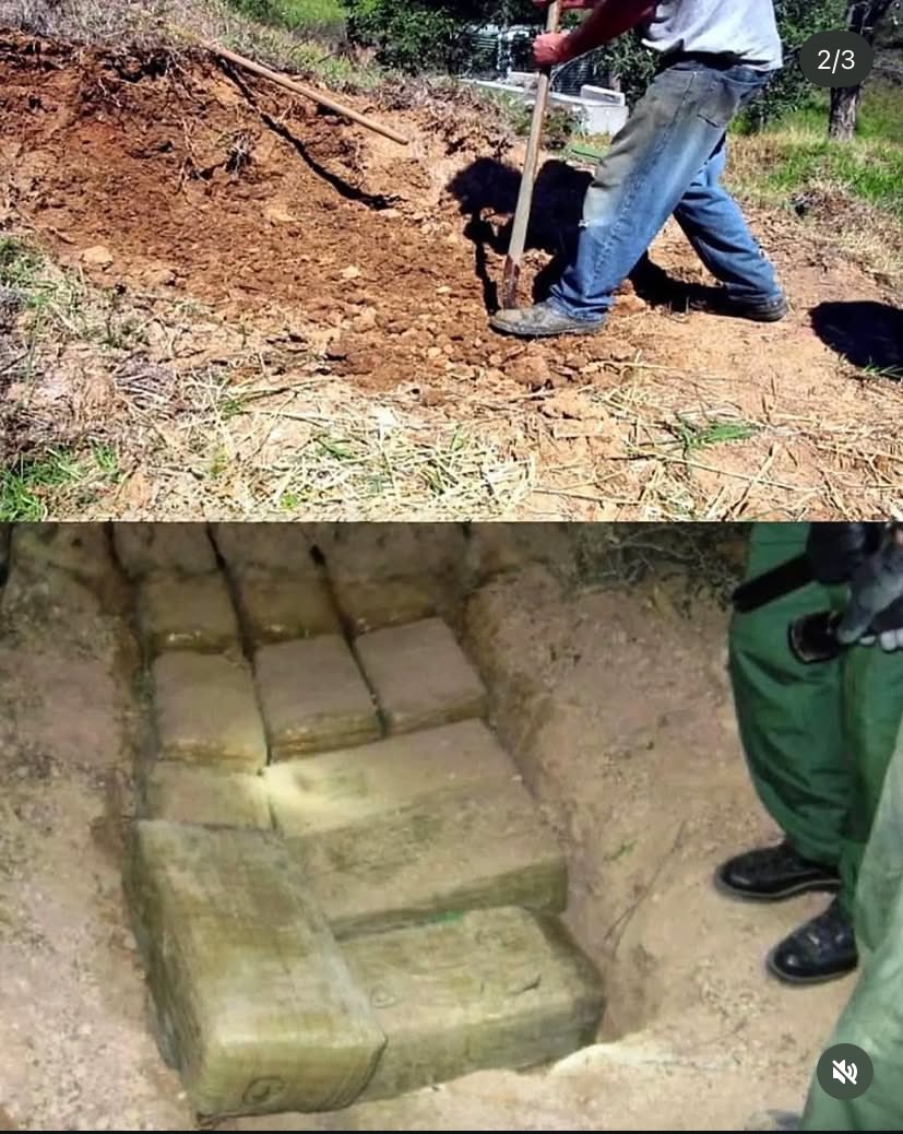Tinubu_2ndBorn's tweet image. Colombian farmer finds $600 million buried on his land and hands it over to the police.