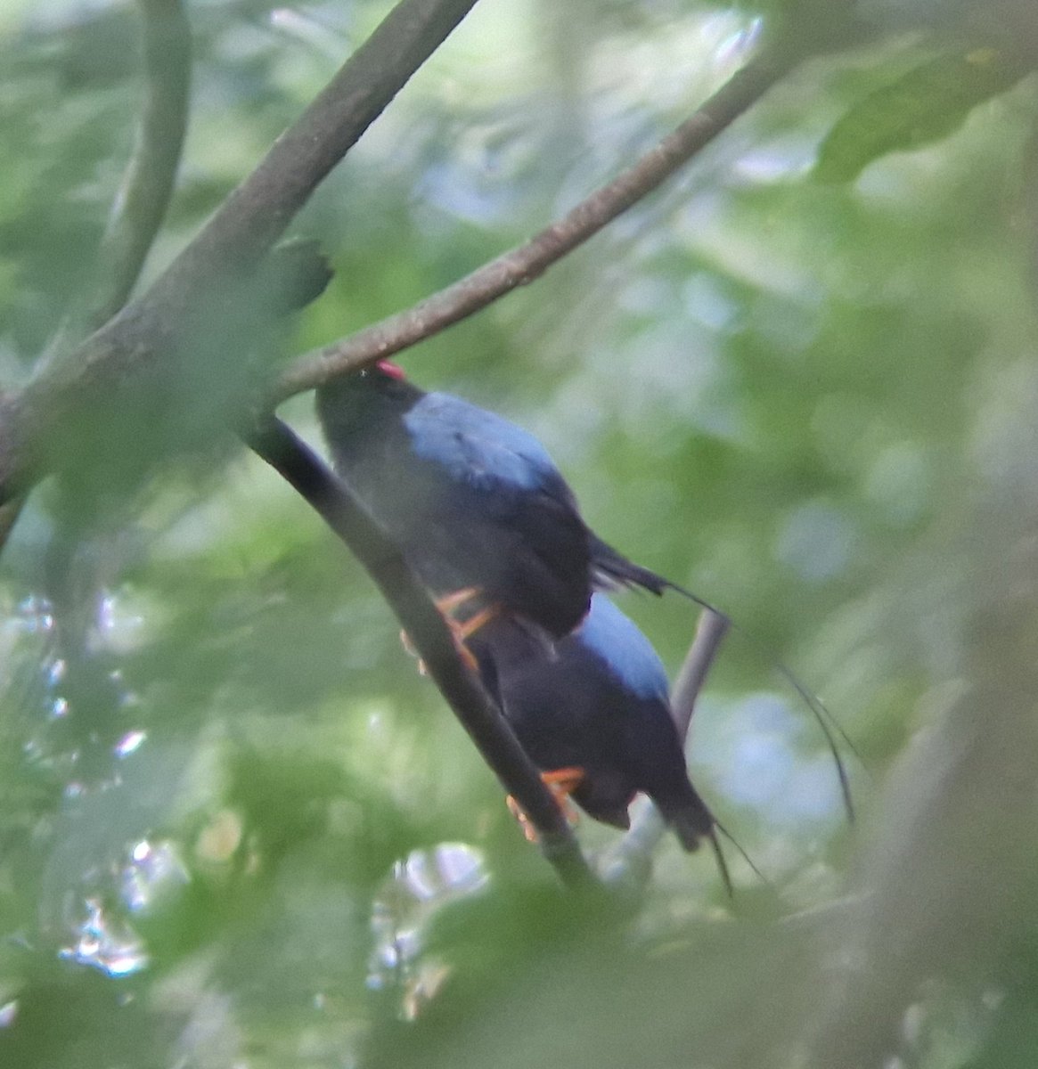 mdshawkey's tweet image. Not the best picture but a lifer for me