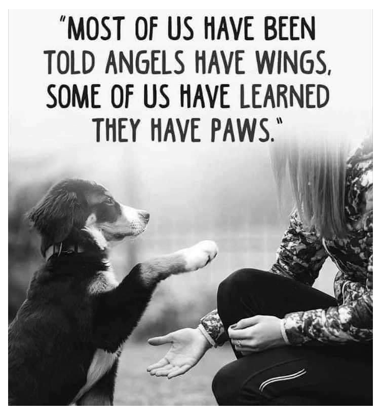 Ruger Update: We're home!! He'll be on an antibiotic for five days and plain shredded chicken breast for at least two😂 That fluffy little tail hasn't stopped wagging since I saw him a few hours ago. Thank you everyone for your prayers, I have my little buddy back.