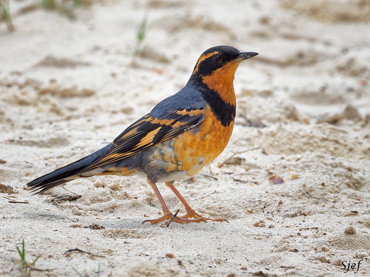 ItakeBirdPics's tweet image. A surprise visitor to Texas, 5 years ago: Varied Thrush visiting Surfside Beach in Texas, USA. 10/17/2020 #variedthrush #thrush #birdphotography #naturephotigraphy