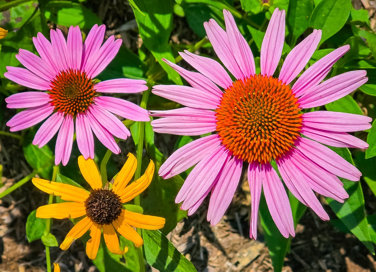 Happy Rising Y'all!!

We should enjoy this summer, flower by flower, as if it were to be the last one we’ll see.

Andre Gide 

Have a beautiful and blessed day!!!!