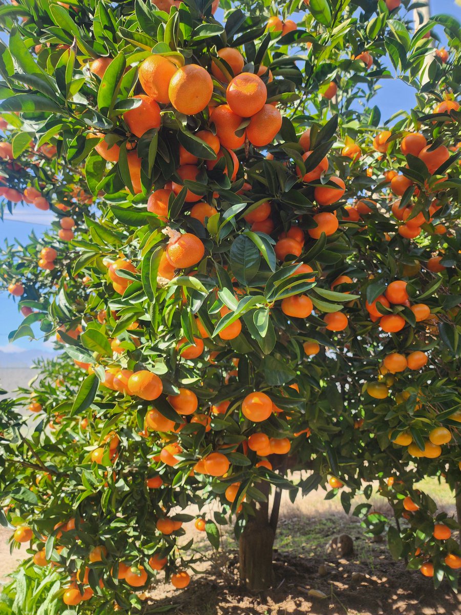 WarrenCManuel's tweet image. Sometimes you just need to get out into nature, and pick some citrus fruits ☺️ what a beautiful experience and blessing to be able to still pick fruit from trees