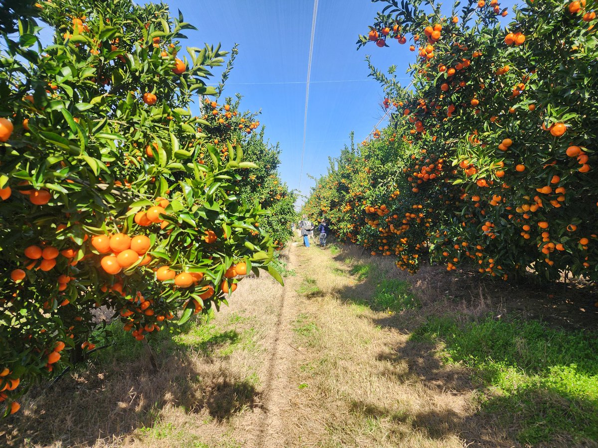 WarrenCManuel's tweet image. Sometimes you just need to get out into nature, and pick some citrus fruits ☺️ what a beautiful experience and blessing to be able to still pick fruit from trees