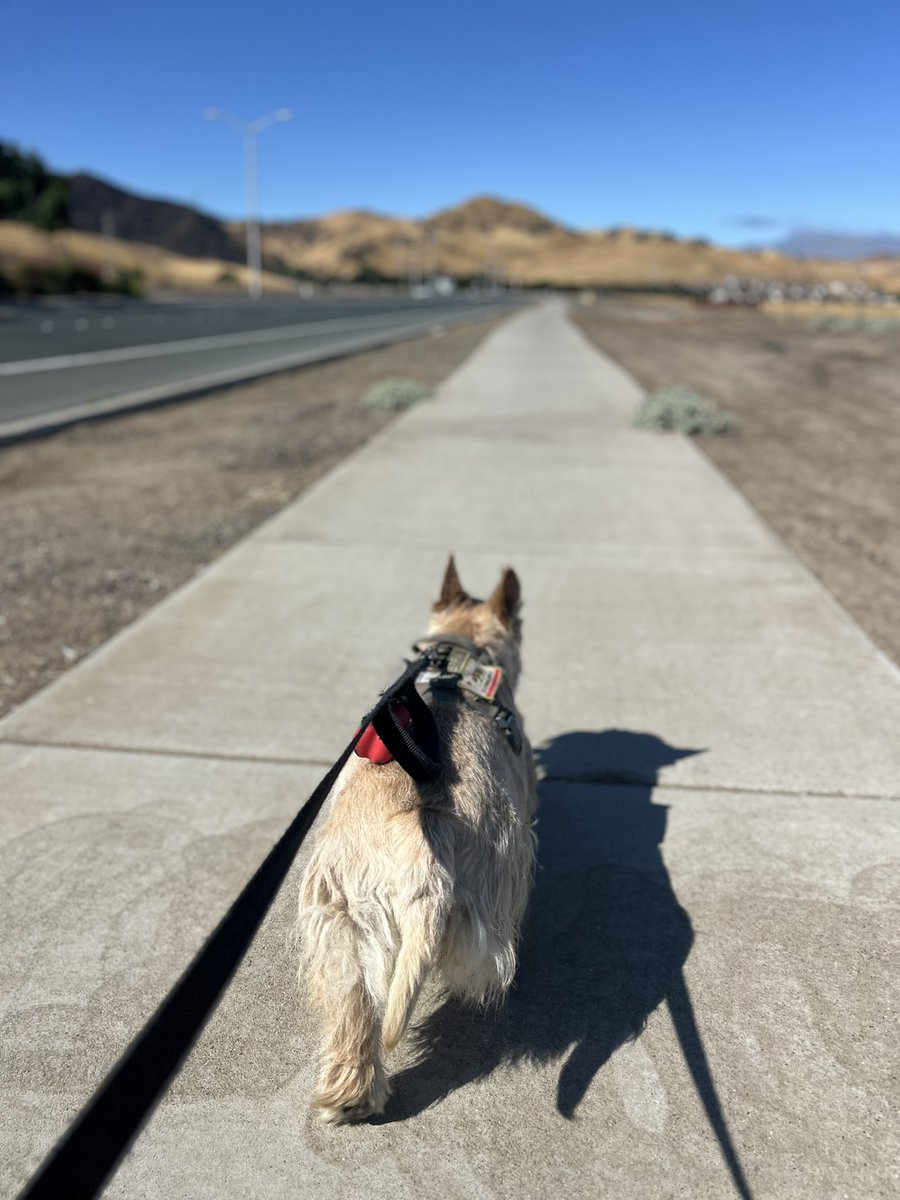 Caminata perruna - bravo Commander Marco