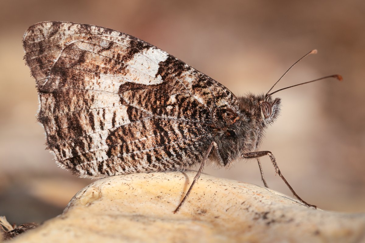 markwright12002's tweet image. Grayling
Purbeck Heaths NNR, Dorset
@BC_Dorset @DorsetWildlife