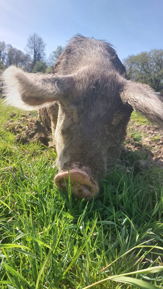 RathboneKim's tweet image. Pigoneer Pig Of The Day Nelly! 
Meet Nelly😍She is one of the main herd and as you can see she has had a fabulous day wallowing with the rest of the herd. 
Funds are at an all time low. Please help us keep our residents safe by becoming a #Pigoneer⬇️
globalvegancrowdfunder.org/pigoneer-2000-…