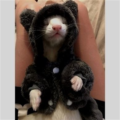 FerretPerHour's tweet image. 