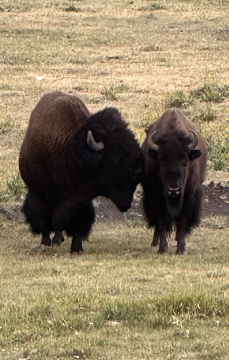 EPBAuthor's tweet image. The closest I came to a TouronsOfYellowstone moment was in Lamar Valley with hundreds of Bison in front of us I approached these two. Didn’t get within 100 feet before they made it abundantly clear they did not want their picture taken (or me to get closer). I don’t speak Bison…