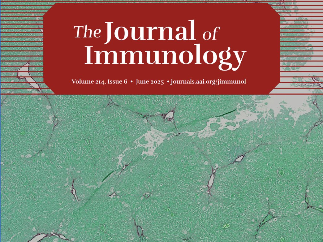 J_Immunol's tweet image. The June cover image is from @Naglaa_Shoukry at @CRCHUM and their work demonstrating that treating mice with the RORγt inhibitors improved the appearance and function of the liver during #LiverFibrosis. Learn more: ow.ly/v1Tp50Wslwv
