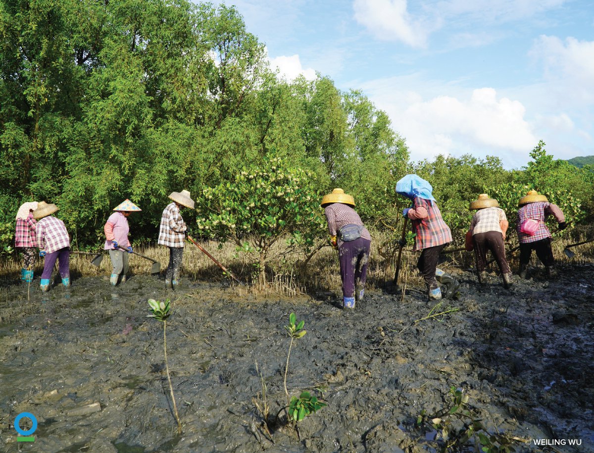 ConservationOrg's tweet image. @ConservationOrg and partners like @martell have launched a science-based mangrove restoration effort along China’s southeast coast.
More than 60,000 mangrove trees planted since 2021 to the benefit of 344 native wildlife species.
#WorldMangroveDay