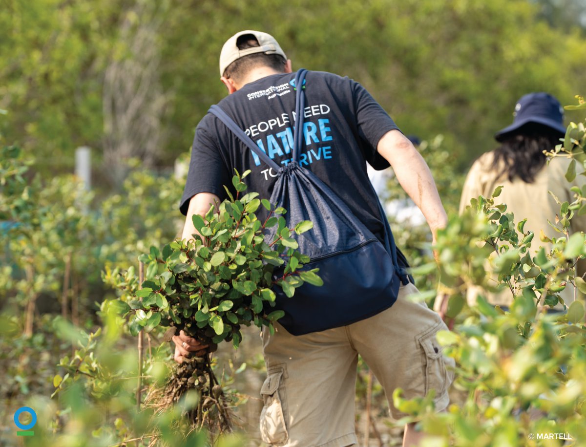 ConservationOrg's tweet image. @ConservationOrg and partners like @martell have launched a science-based mangrove restoration effort along China’s southeast coast.
More than 60,000 mangrove trees planted since 2021 to the benefit of 344 native wildlife species.
#WorldMangroveDay