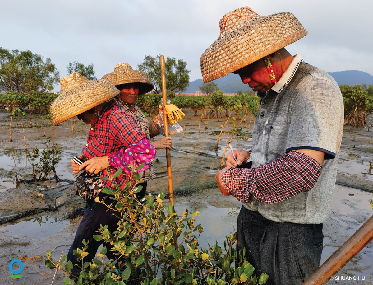ConservationOrg's tweet image. @ConservationOrg and partners like @martell have launched a science-based mangrove restoration effort along China’s southeast coast.
More than 60,000 mangrove trees planted since 2021 to the benefit of 344 native wildlife species.
#WorldMangroveDay