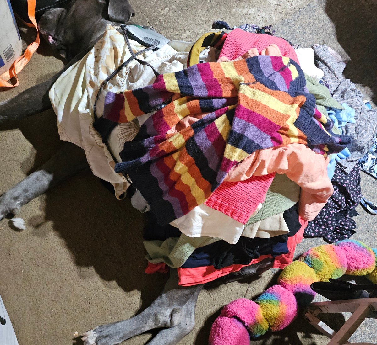 LaydyDragonfly's tweet image. Remember those bags of clothes I get?
10 points if you can find the dog.
😅😅😅
