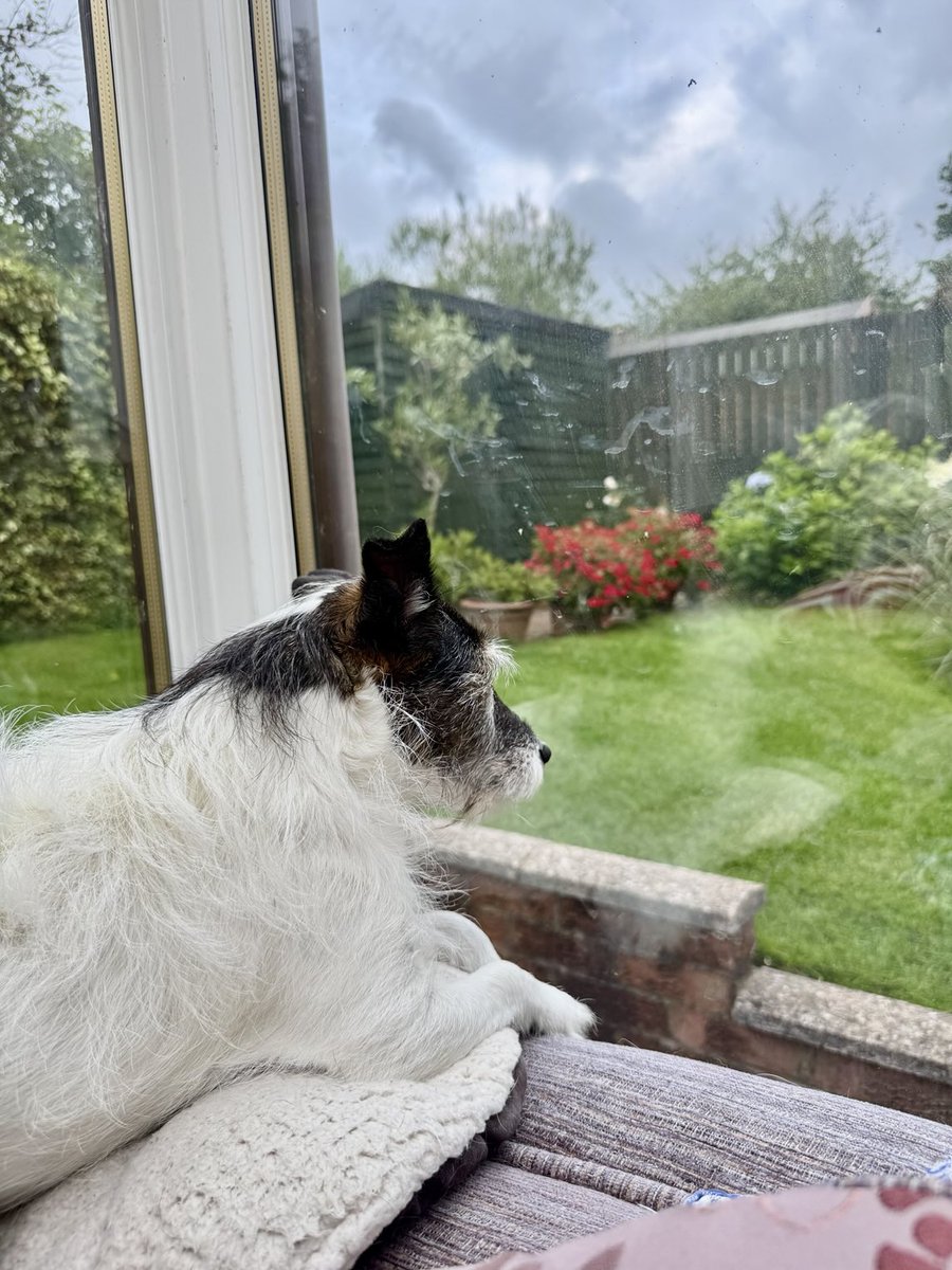 Jacks are super cute but at the end of the day they are hunters - she will wait here for hours waiting for a bird and then chase it! No chance of catching it and then the loooong wait starts again 😂🐶