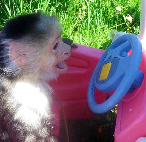 PocketsWarhol's tweet image. I’m going my own way😃🐵#bekindtoanimals #AFTERLIFE #storybookmonkeys