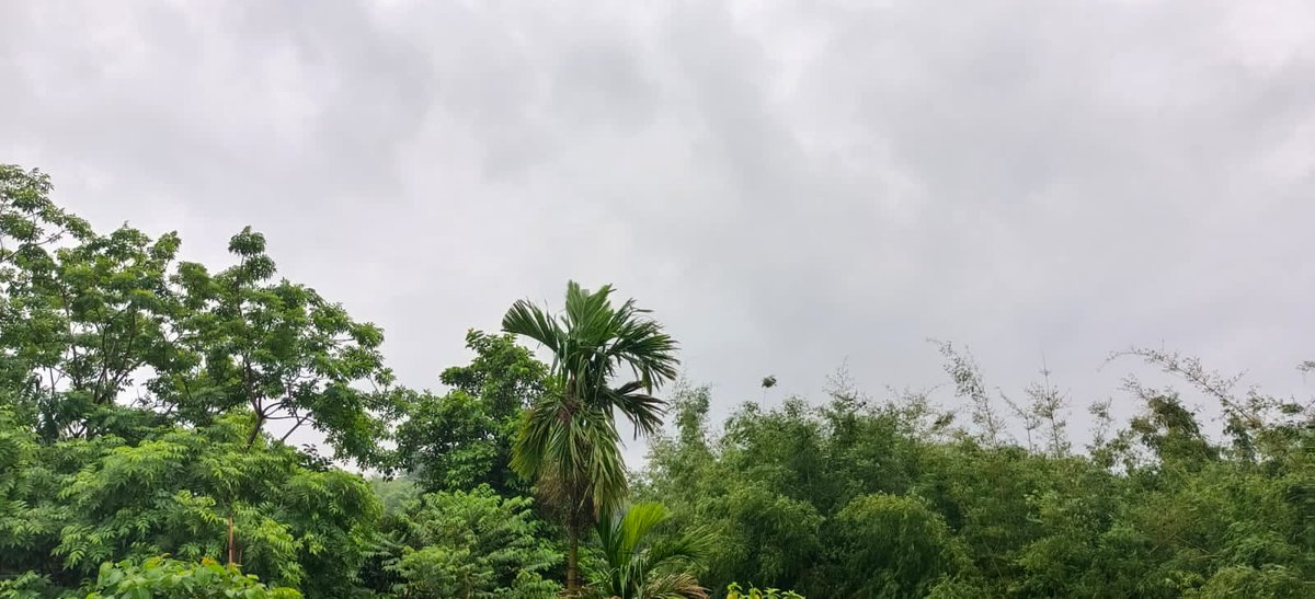 ♏बिहार में मानसून ने पकड़ी रफ्तार, अगले 4 दिनों तक जारी रहेगा आंधी पानी का सिलसिला, मौसम विभाग ने जारी किया अलर्ट!