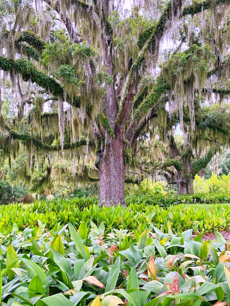 DavidMora's tweet image. Summertime in @NOLACityPark 🌞🌿🛶🌳💐 #NewOrleans
