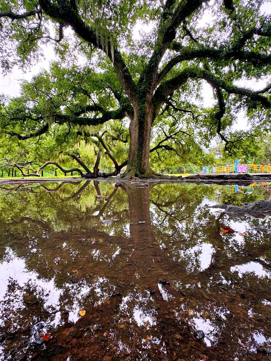 DavidMora's tweet image. Summertime in @NOLACityPark 🌞🌿🛶🌳💐 #NewOrleans