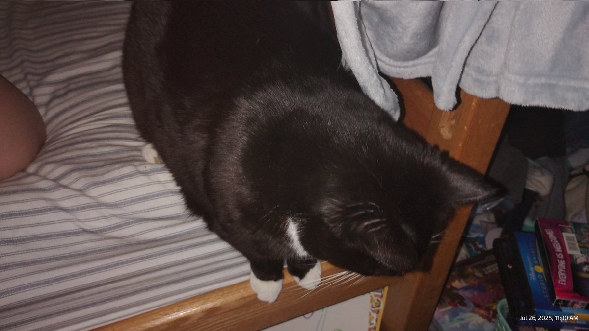 eviltrophy's tweet image. after i took this picture she followed me into the bathroom and now shes freaking out