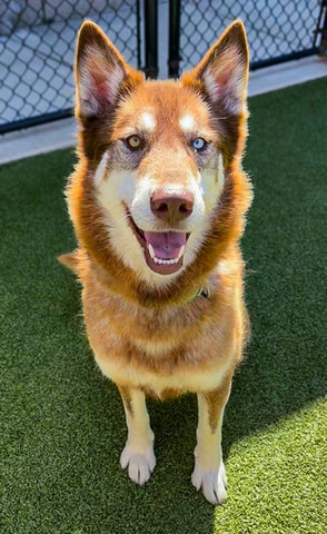 TheAnimalRescue's tweet image. Gorgeous husky abandoned and forced to wander the streets: bit.ly/456JaXW