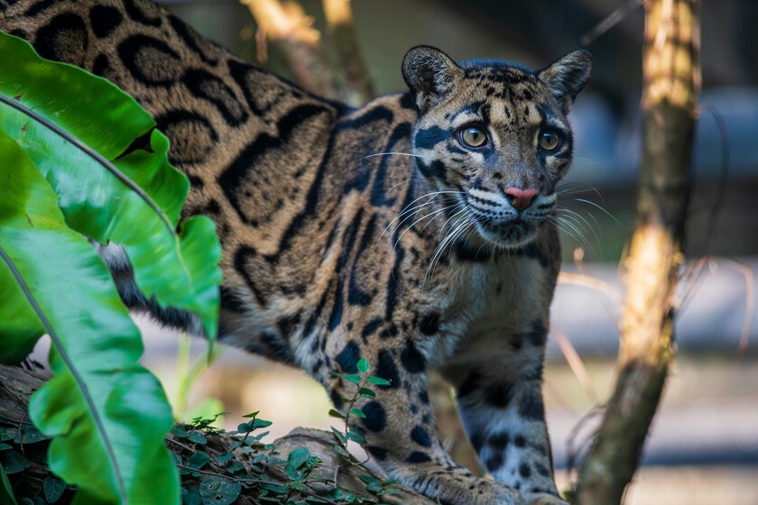 XatakaLATAM's tweet image. El día que pudimos capturar imágenes inéditas del felino más raro del mundo. Fueron excelentes noticias xataka.com.mx/p/219262