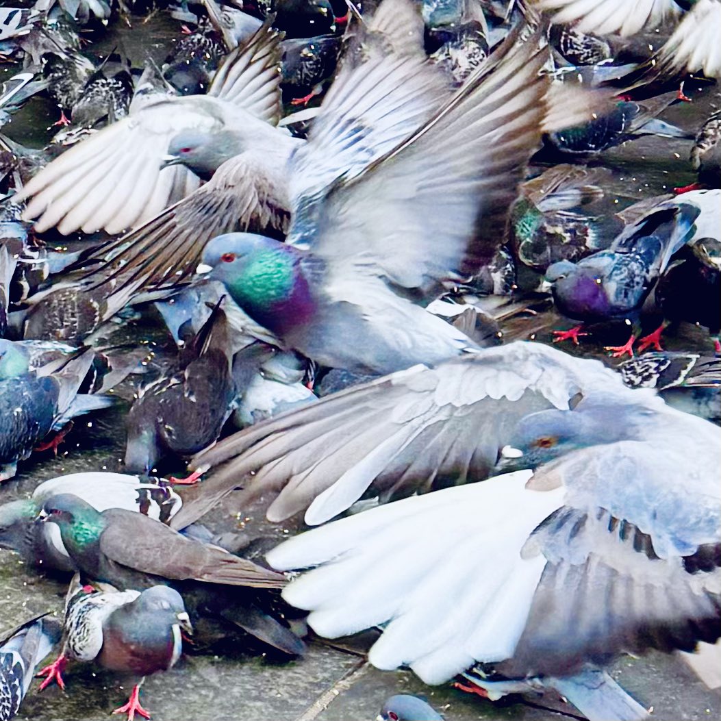 AttersonBarbara's tweet image. Happy #SquareCropSaturday, lovely people 😁
Time for some pigeon racing!
Why not share your square?
Have the best of days, everyone 😊