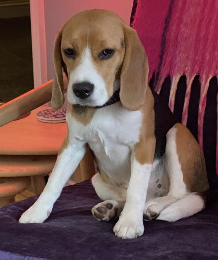 🆘25 JULY 2025 #Lost Ruby #ScanMe #Tagged
Tri Colour Beagle Female
Hooke Woods, just east of Mapperton Hill Fort #Beaminster #Dorset #DT8
doglost.co.uk/dog/199280