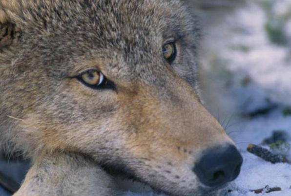 Save the Wolves (From the First Gentleman)

The wolf experiments is a complete failure. The project is way over budget, the second and third order consequences of human manipulation of the natural ecosystem here are being felt by all stakeholders, and, critically, the wolves keep