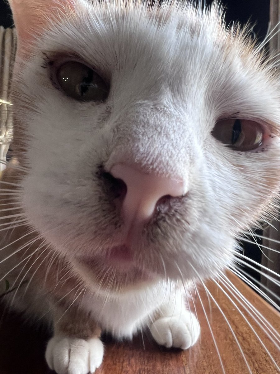 ohjazzyjazzy's tweet image. Give momma a smooch