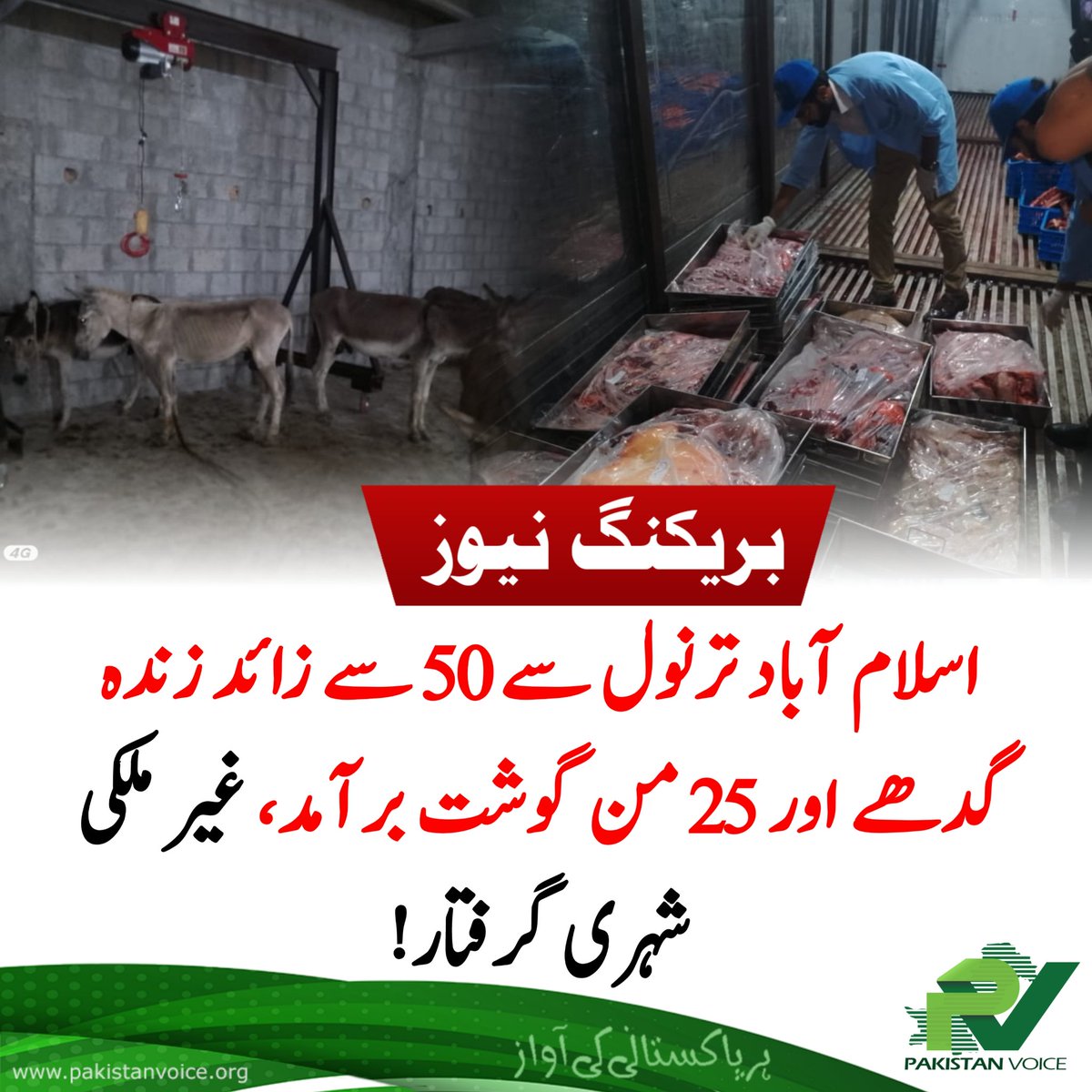 PakVoice_org's tweet image. اسلام آباد میں گدھوں کے گوشت کا اسکینڈل، ترنول سے 50 سے زائد زندہ گدھے اور 25 من گوشت برآمد، غیر ملکی شہری گرفتار
#PakistanVoice #PakVoice