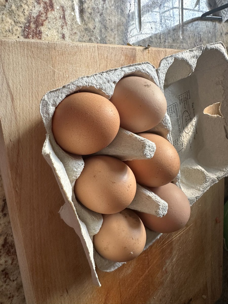 according2_taz's tweet image. Another smug post from me, from the paradise we just moved to!
We went wild swimming! Our new neighbour gave us some of her fresh eggs ( just because), our 4 fish are now happy in a clean pond and the ‘weeds’ I decided to keep, just in case, turned into beautiful flowers 🌺