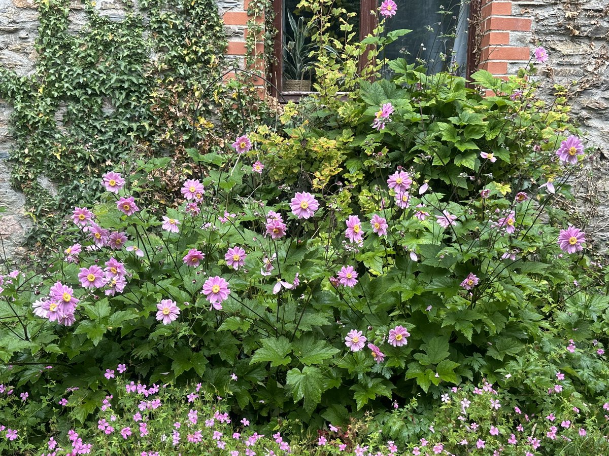 according2_taz's tweet image. Another smug post from me, from the paradise we just moved to!
We went wild swimming! Our new neighbour gave us some of her fresh eggs ( just because), our 4 fish are now happy in a clean pond and the ‘weeds’ I decided to keep, just in case, turned into beautiful flowers 🌺