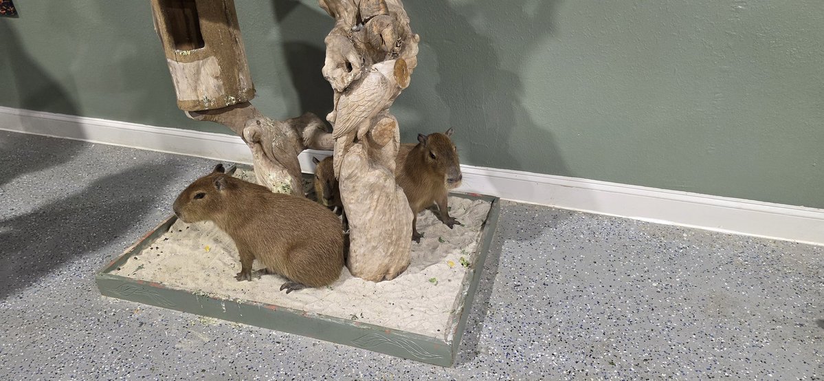 TherealDaneal's tweet image. My grandson wanted to see animals for his birthday. It was a great time.