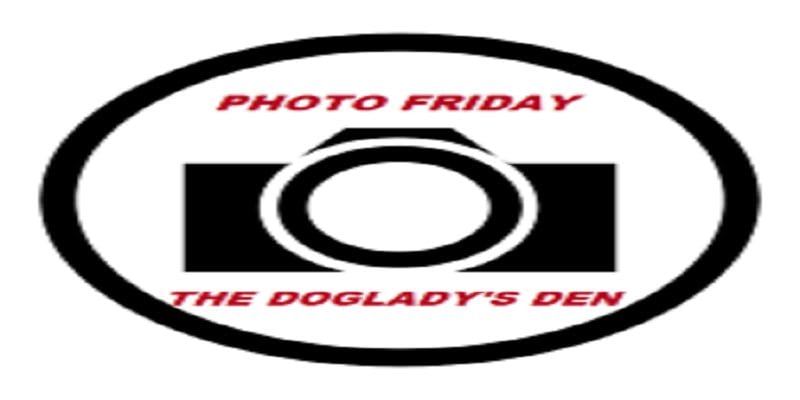 Debbie D. π¨π¦π©πͺ (@debbiedoglady) on Twitter photo SOLITUDE β PHOTO FRIDAY #ReviveOldPost #FromTheArchives of <a href="/DebbieDoglady/">Debbie D. π¨π¦π©πͺ</a> thedogladysden.com/solitude-photoβ¦ #dogladysden SOLITUDE β PHOTO FRIDAY #ReviveOldPost #FromTheArchives of <a href="/DebbieDoglady/">Debbie D. π¨π¦π©πͺ</a> thedogladysden.com/solitude-photoβ¦ #dogladysden