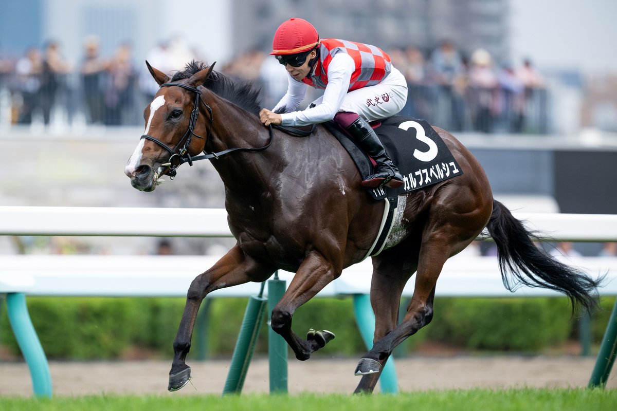 netkeiba's tweet image. 札幌11R TVh賞 3歳上3勝
#カルプスペルシュ
#横山武史
父シュヴァルグラン
母パロネラ
同産駒はメリオーレムに続き、2頭目のJRA古馬オープン入り。
札幌12R 桑園特別 3歳上2勝
#ワイドブリザード
#浜中俊
父カリフォルニアクローム
母ハナフブキ
撮影:山中博喜