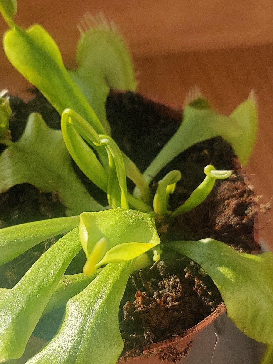 c4ptainnova's tweet image. Mi Venus está poniéndose hermosota, le han salido muchísimos brotes. En otoño le va a tocar trasplantarla ❤️ y se comió una tijereta, por eso tiene una trampa cerrada jajsjsj