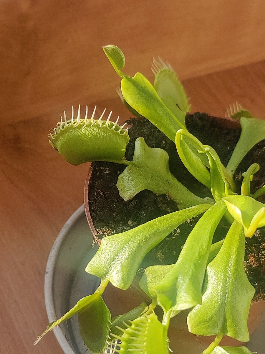 c4ptainnova's tweet image. Mi Venus está poniéndose hermosota, le han salido muchísimos brotes. En otoño le va a tocar trasplantarla ❤️ y se comió una tijereta, por eso tiene una trampa cerrada jajsjsj