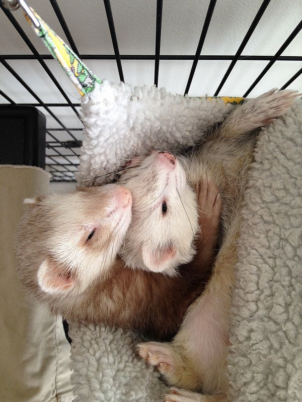 FerretPerHour's tweet image. 