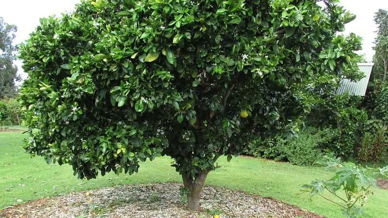 🌳🍃 POCOS LO SABEN: existe un ÁRBOL perfecto para tu PATIO… no rompe el piso, da SOMBRA y además FRUTOS 

😍 ¿Cuál es? 

Te lo contamos aquí 👉 ow.ly/2MSo50WoZ1S

#FelizSábado
