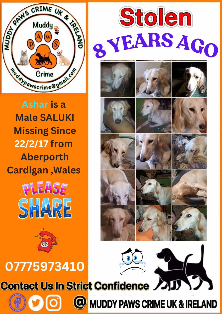 muddypawscrime's tweet image. Please share/reshare and don't forget about this gorgeous boy , Thank you for your support ,It means so much 🙏❤
Join Ashars Faceb@@k Group HELP FIND ASHAR and pls invite to & share
@MissingPetsGB @HunnyJax