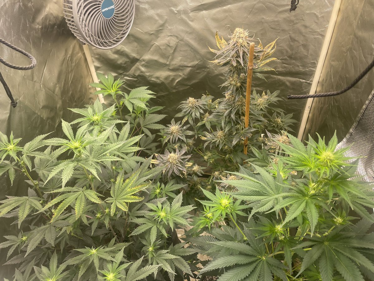 lisamarie552's tweet image. Checking in on the flower tent front left is kings sundae reveg from @mfg back left is starburger from @Genetics101va back right is pure chem from @Real_MFG_Mtn and front right is blue bonnets from @staubingenetics 🔥🔥🔥🔥
