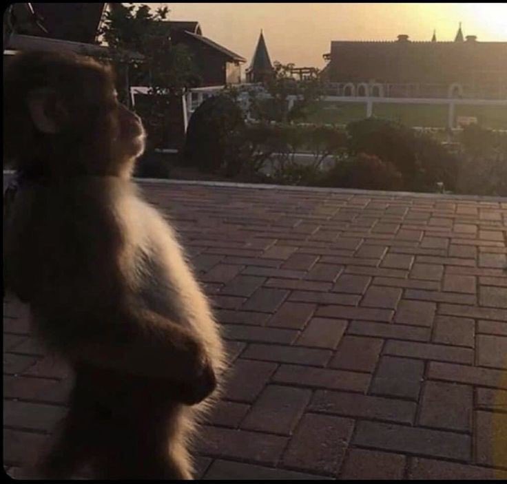 The only thing saving Guinea is time
Not a long time though 😂