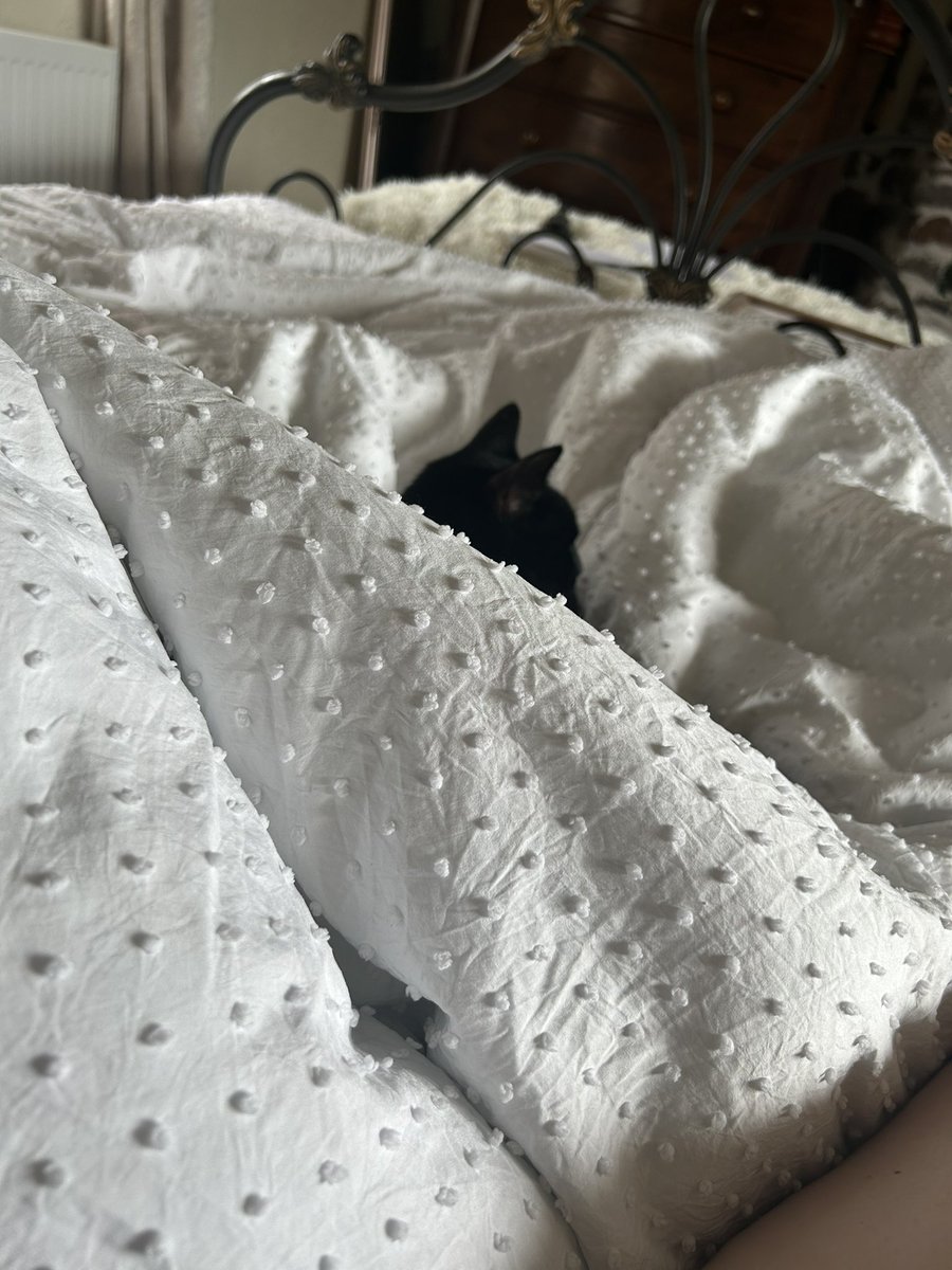 Britton65Sam's tweet image. The serial napper has made himself cosy 😂❤️😂