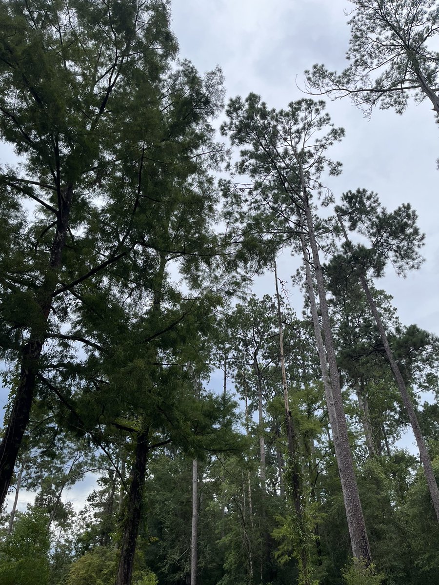 lukemetzger's tweet image. We knocked off two more state parks today - Village Creek and Sea Rim, both in the Beaumont area. Incredible to see such different landscapes just miles apart. Grateful for Texas’ wild beauty.