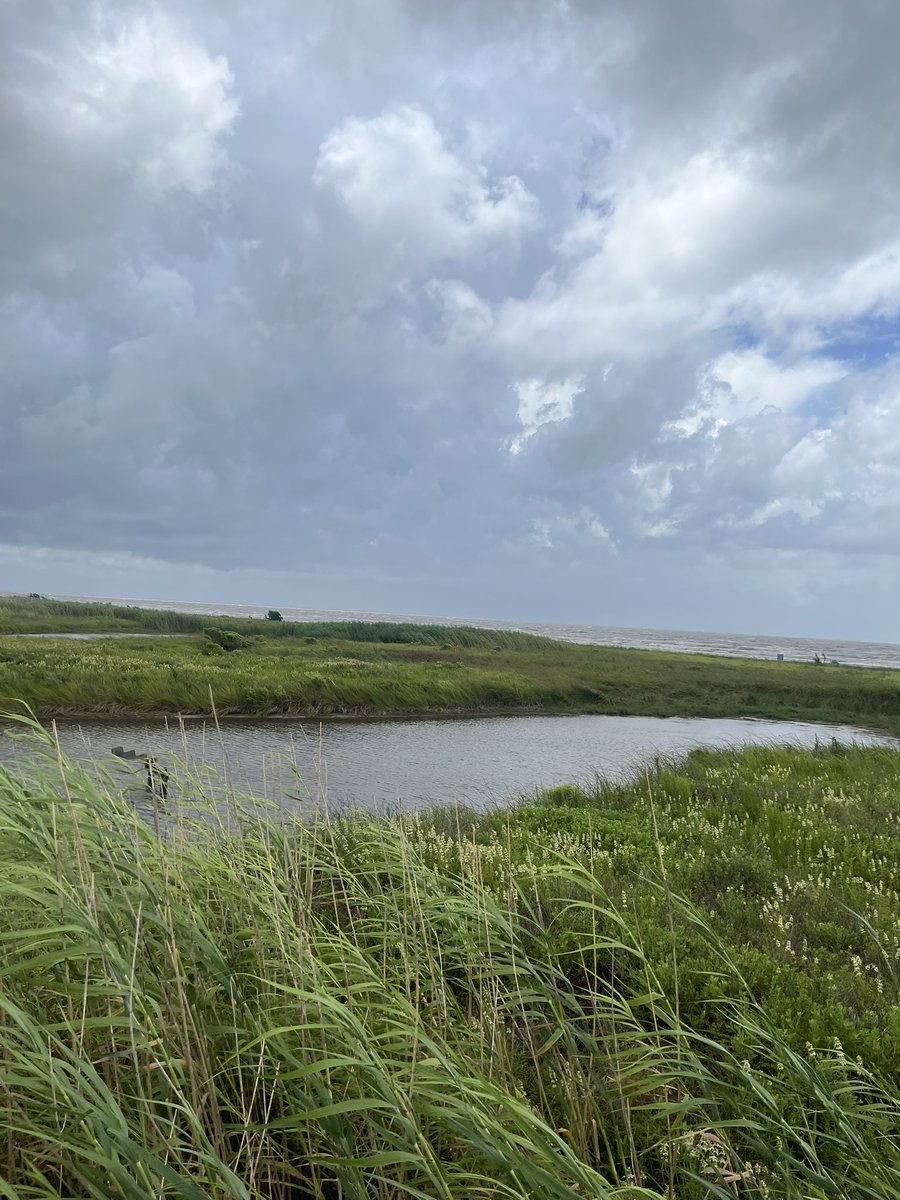 lukemetzger's tweet image. We knocked off two more state parks today - Village Creek and Sea Rim, both in the Beaumont area. Incredible to see such different landscapes just miles apart. Grateful for Texas’ wild beauty.