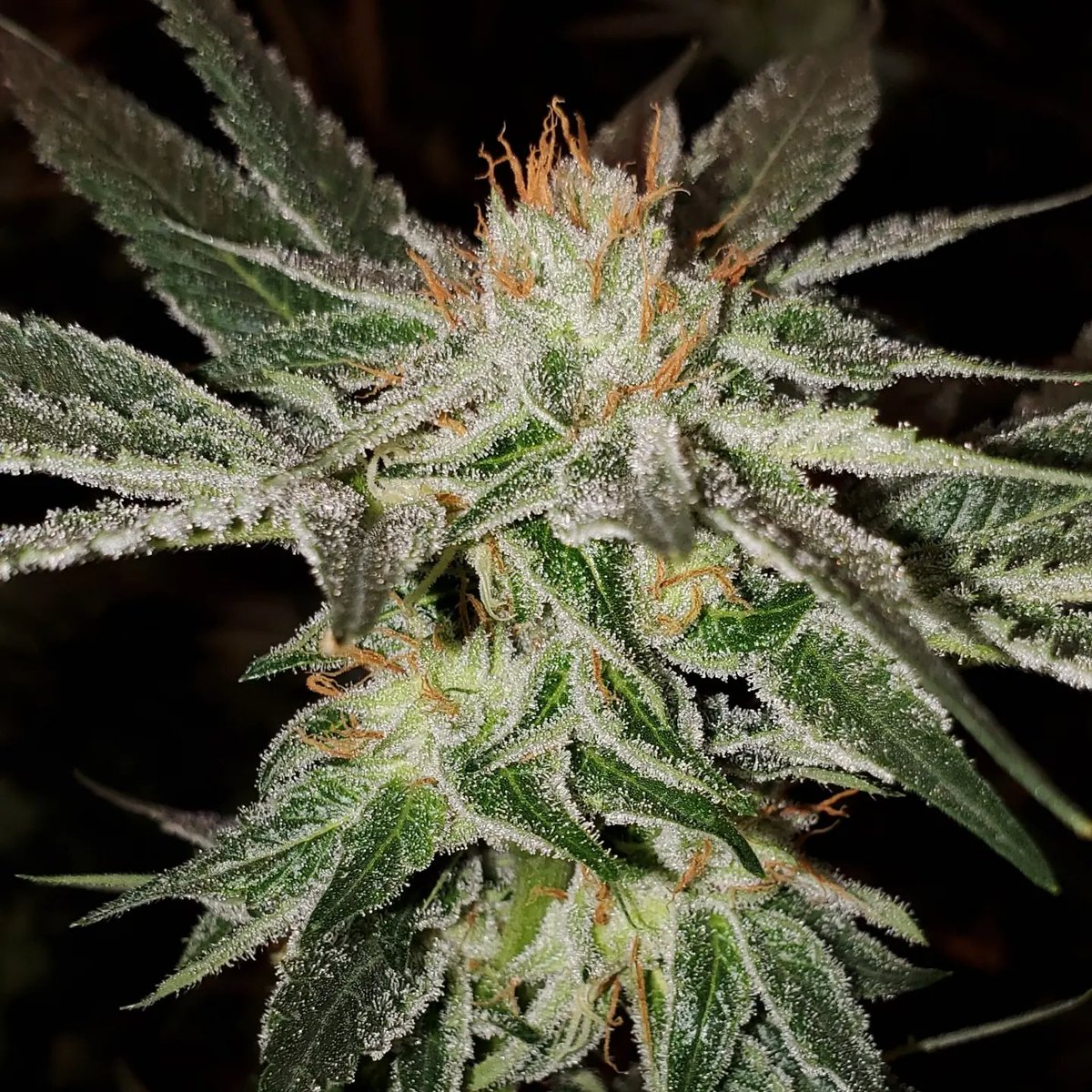 HigherGradeHerb's tweet image. Zkibblez
Zkittlez x (Chem 91 x Irene Kush)