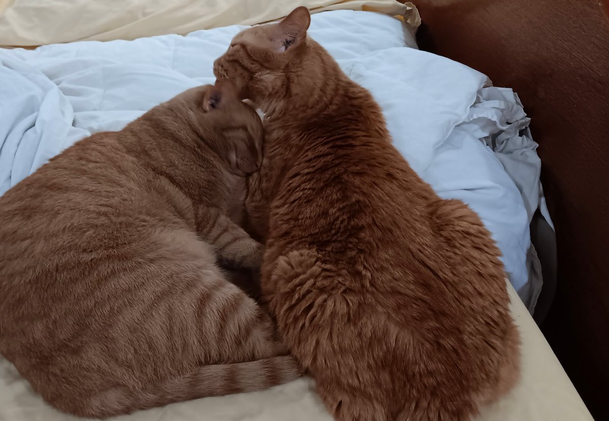 This never gets old... Benji lovin' on Cheeto Willie Mays. Happy #caturday everyone! 🐈🐈🐈‍⬛ If you're looking for a roommate, consider opening your door to a stray.🐈‍⬛🐈🐈