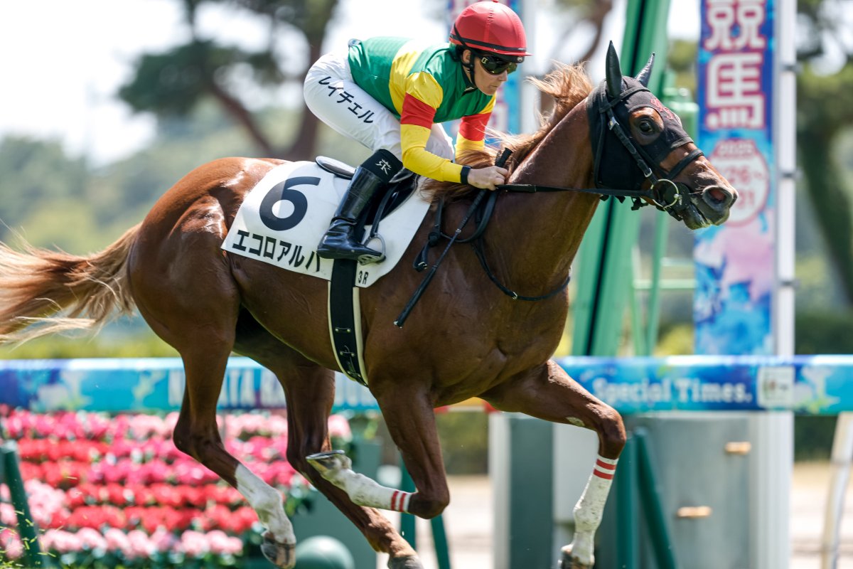 netkeiba's tweet image. 【新潟 新馬】
2R #ヒルデグリム 芝1600
父ゴールドシップ
母ナーゲルリング
叔母テイエムスパーダ
単勝69.5倍の9番人気でV。#石神深道 騎手は新馬戦初勝利。
3R #エコロアルバ 芝1400
#レイチェル・キング
父モズアスコット
母スターアクトレス
伯父ダンスディレクター
撮影:下野雄規