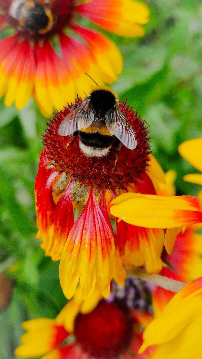 A perfect bee! 💛🐝💛